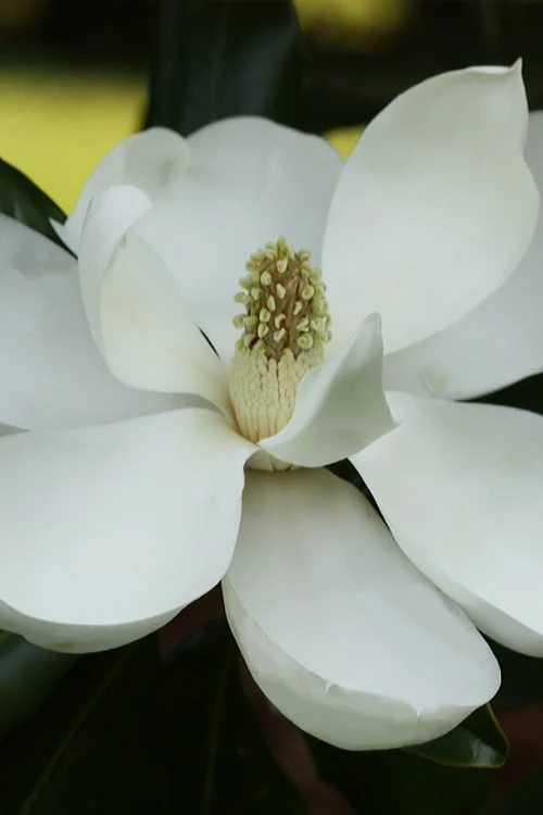 Edith Bogue Cold Hardy Evergreen Magnolia - 7 Gallon Pot 1 Edith Bogue Cold Hardy Evergreen Magnolia - 7 Gallon Pot