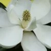Edith Bogue Cold Hardy Evergreen Magnolia - 3 Gallon Pot (3-4')