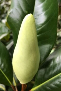 Edith Bogue Cold Hardy Evergreen Magnolia - 7 Gallon Pot 14 Edith Bogue Cold Hardy Evergreen Magnolia - 7 Gallon Pot -Garden Wisp Sales Store magnolia edith bogue bud 1 1