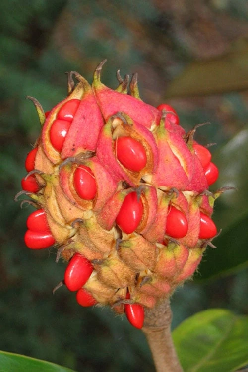 Edith Bogue Cold Hardy Evergreen Magnolia - 7 Gallon Pot 8 Edith Bogue Cold Hardy Evergreen Magnolia - 7 Gallon Pot - Image 8