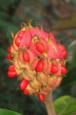 Victoria Cold Hardy Evergreen Magnolia - 7 Gallon Pot (5-6') -Garden Wisp Sales Store magnolia edith bogue fruit 1 2