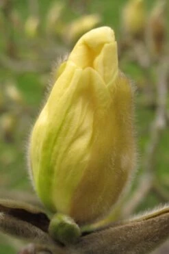 Elizabeth Magnolia (Tulip Tree) - 5 Gallon Pot 15 Elizabeth Magnolia (Tulip Tree) - 5 Gallon Pot -Garden Wisp Sales Store magnolia elizabeth 10