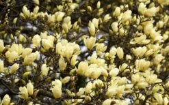 Elizabeth Magnolia (Tulip Tree) - 5 Gallon Pot 18 Elizabeth Magnolia (Tulip Tree) - 5 Gallon Pot -Garden Wisp Sales Store magnolia elizabeth 15