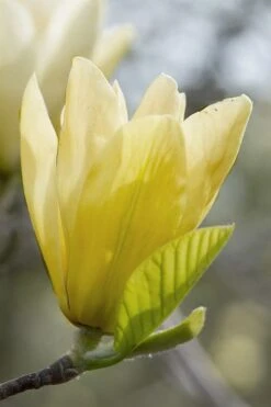 Elizabeth Magnolia (Tulip Tree) - 5 Gallon Pot 21 Elizabeth Magnolia (Tulip Tree) - 5 Gallon Pot -Garden Wisp Sales Store magnolia elizabeth 2