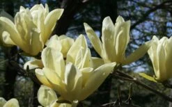 Elizabeth Magnolia (Tulip Tree) - 5 Gallon Pot 19 Elizabeth Magnolia (Tulip Tree) - 5 Gallon Pot -Garden Wisp Sales Store magnolia elizabeth 4