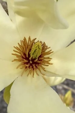 Elizabeth Magnolia (Tulip Tree) - 5 Gallon Pot 16 Elizabeth Magnolia (Tulip Tree) - 5 Gallon Pot -Garden Wisp Sales Store magnolia elizabeth 6