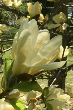 Elizabeth Magnolia (Tulip Tree) - 5 Gallon Pot 20 Elizabeth Magnolia (Tulip Tree) - 5 Gallon Pot -Garden Wisp Sales Store magnolia elizabeth 8