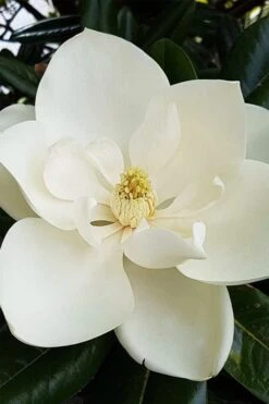 Southern Magnolia Tree - 5 Gallon Pot 11 Southern Magnolia Tree - 5 Gallon Pot -Garden Wisp Sales Store magnolia grandiflora southern magnolia 1