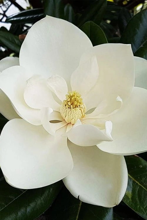 Southern Magnolia Tree - 5 Gallon Pot 6 Southern Magnolia Tree - 5 Gallon Pot - Image 6