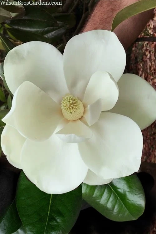 Southern Magnolia Tree - 5 Gallon Pot 4 Southern Magnolia Tree - 5 Gallon Pot - Image 4