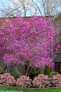 Jane Magnolia Tulip Tree - 3 Gallon Pot -Garden Wisp Sales Store magnolia jane tulip tree 103