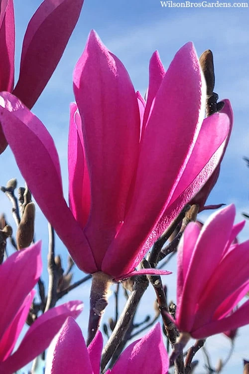 Jane Magnolia Tulip Tree - 7 Gallon Pot (3-4') 1 Jane Magnolia Tulip Tree - 7 Gallon Pot (3-4')