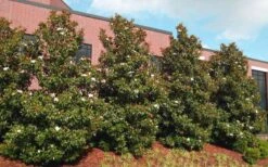 Little Gem Dwarf Southern Magnolia - 7 Gallon Pot (3-4') 12 Little Gem Dwarf Southern Magnolia - 7 Gallon Pot (3-4') -Garden Wisp Sales Store magnolia little gem 11