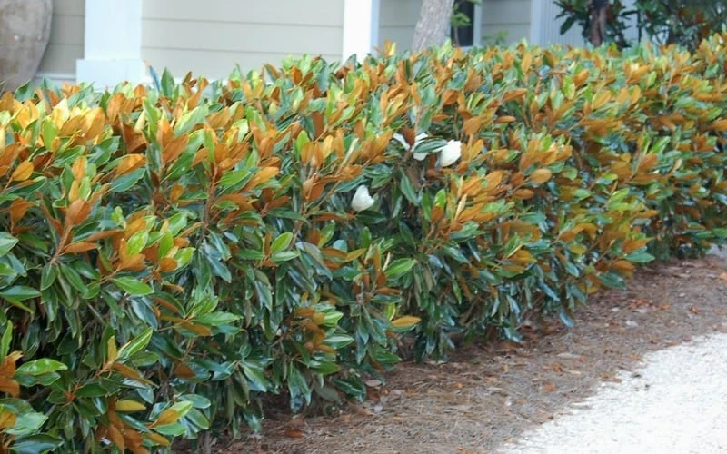 Little Gem Dwarf Southern Magnolia - 7 Gallon Pot (3-4') 8 Little Gem Dwarf Southern Magnolia - 7 Gallon Pot (3-4') - Image 8