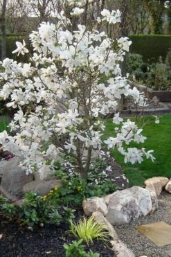 Dr. Merrill Magnolia Tree - 7 Gallon Pot (6-7') -Garden Wisp Sales Store magnolia loebneri dr merrill 1