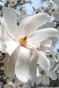Dr. Merrill Magnolia Tree - 7 Gallon Pot (6-7') -Garden Wisp Sales Store magnolia loebneri dr merrill 10
