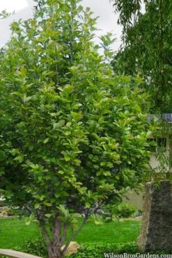 Dr. Merrill Magnolia Tree - 7 Gallon Pot (6-7') -Garden Wisp Sales Store magnolia loebneri dr merrill 12