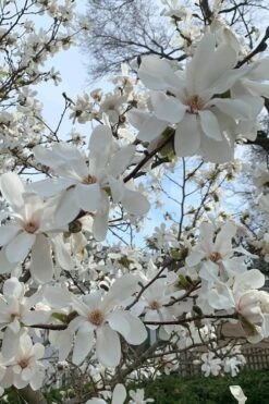Dr. Merrill Magnolia Tree - 7 Gallon Pot (6-7') -Garden Wisp Sales Store magnolia loebneri dr merrill 2