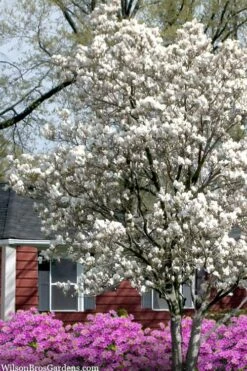 Dr. Merrill Magnolia Tree - 7 Gallon Pot (6-7') -Garden Wisp Sales Store magnolia loebneri dr merrill 4
