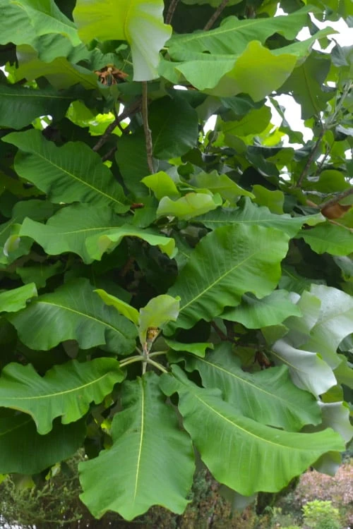 Ashe's Dwarf Bigleaf Magnolia - 7 Gallon Pot 7 Ashe's Dwarf Bigleaf Magnolia - 7 Gallon Pot - Image 7