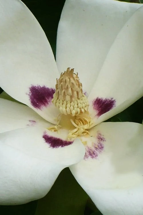 Ashe's Dwarf Bigleaf Magnolia - 7 Gallon Pot 5 Ashe's Dwarf Bigleaf Magnolia - 7 Gallon Pot - Image 5