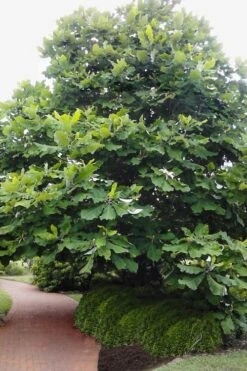 Ashe's Dwarf Bigleaf Magnolia - 7 Gallon Pot 10 Ashe's Dwarf Bigleaf Magnolia - 7 Gallon Pot -Garden Wisp Sales Store magnolia macrophylla ashei dwarf bigleaf 6