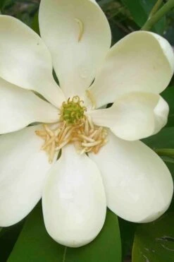 Moonglow Sweetbay Magnolia Tree (Magnolia Virginiana 'Jim Wilson') - 7 Gallon Pot (5-6') 12 Moonglow Sweetbay Magnolia Tree (Magnolia Virginiana 'Jim Wilson') - 7 Gallon Pot (5-6') -Garden Wisp Sales Store magnolia moonglow sweetbay flower