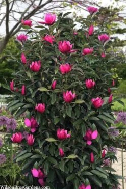 Pink Pyramid Magnolia (Tulip Tree) - 7 Gallon Pot -Garden Wisp Sales Store magnolia pink pyramid tulip tree 120copy