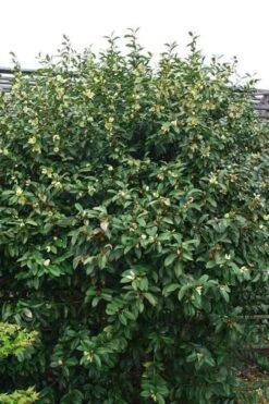 Serendipity Banana Shrub (Magnolia Figo) - 5 Gallon Pot -Garden Wisp Sales Store magnolia serendipity banana shrub 2