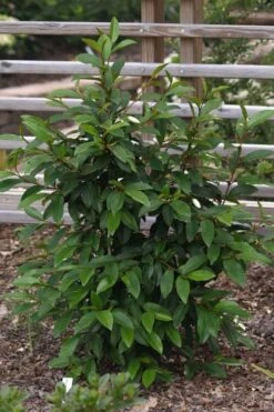 Serendipity Banana Shrub (Magnolia Figo) - 5 Gallon Pot -Garden Wisp Sales Store magnolia serendipity banana shrub 3