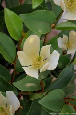 Serendipity Banana Shrub (Magnolia Figo) - 5 Gallon Pot -Garden Wisp Sales Store magnolia serendipity banana shrub 4