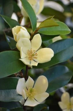 Serendipity Banana Shrub (Magnolia Figo) - 5 Gallon Pot -Garden Wisp Sales Store magnolia serendipity banana shrub 5