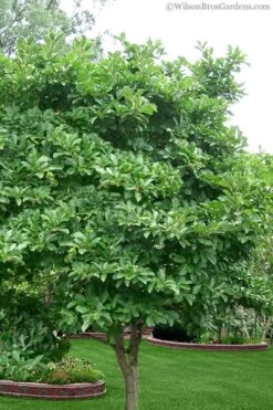 Centennial Star Magnolia - 3 Gallon Pot -Garden Wisp Sales Store magnolia stellata 1 3