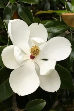 Teddy Bear Dwarf Southern Magnolia - 7 Gallon Pot (3-4') -Garden Wisp Sales Store magnolia teddy bear 3