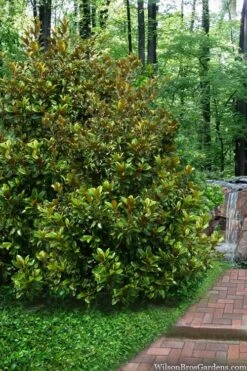 Victoria Cold Hardy Evergreen Magnolia - 7 Gallon Pot (5-6') -Garden Wisp Sales Store magnolia victoria 9