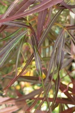 Filifera Purpurea Japanese Maple - 3 Gallon Pot -Garden Wisp Sales Store maple japanese filifera purpurea 2 500x750 1