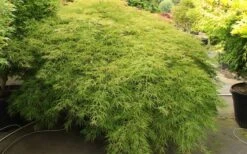 Otto's Dissectum Japanese Maple (Acer Palmatum) - 5 Gallon Pot -Garden Wisp Sales Store maple japanese ottos 2 800x500 1