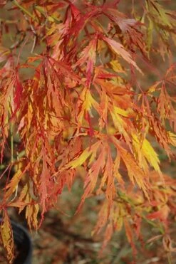 Otto's Dissectum Japanese Maple (Acer Palmatum) - 5 Gallon Pot -Garden Wisp Sales Store maple japanese ottos 500x750 1