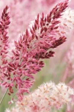 Savannah Ruby Grass (Melinus Nerviglumis) - 6 Pack Of 1 Gallon Pots -Garden Wisp Sales Store melinus nerviglumis ruby grass 1