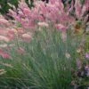 Savannah Ruby Grass (Melinus Nerviglumis) - 6 Pack Of 1 Gallon Pots