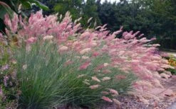 Savannah Ruby Grass (Melinus Nerviglumis) - 6 Pack Of 1 Gallon Pots -Garden Wisp Sales Store melinus nerviglumis ruby grass 7