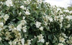Fairy White Magnolia - 3 Gallon Pot 13 Fairy White Magnolia - 3 Gallon Pot -Garden Wisp Sales Store michelia doltsopa fairy white magnolia 10