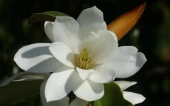 Fairy White Magnolia - 3 Gallon Pot 15 Fairy White Magnolia - 3 Gallon Pot -Garden Wisp Sales Store michelia doltsopa fairy white magnolia 11