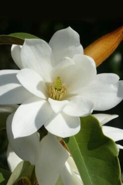 Fairy White Magnolia - 3 Gallon Pot
