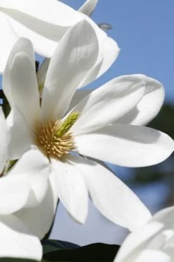 Fairy White Magnolia - 3 Gallon Pot 14 Fairy White Magnolia - 3 Gallon Pot -Garden Wisp Sales Store michelia doltsopa fairy white magnolia 5