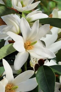 Fairy White Magnolia - 3 Gallon Pot 12 Fairy White Magnolia - 3 Gallon Pot -Garden Wisp Sales Store michelia doltsopa fairy white magnolia 7