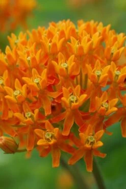 Orange Butterfly Milkweed - Asclepias Tuberosa - 10 Pack Of Quart Pots -Garden Wisp Sales Store milkweed butterfly weed