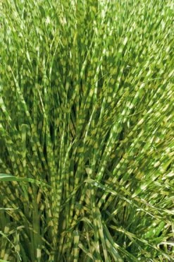 Gold Breeze Zebra Grass (Miscanthus) - 1 Gallon Pot -Garden Wisp Sales Store miscanthus gold breeze zebra grass 10