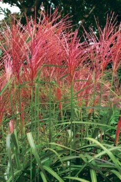 Flame Grass (Miscanthus 'Purpurascens') - 1 Gallon Pot -Garden Wisp Sales Store miscanthus purpurascens flame grass 1