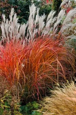 Flame Grass (Miscanthus 'Purpurascens') - 6 Pack Of 1 Gallon Pots -Garden Wisp Sales Store miscanthus purpurascens flame grass 10 1
